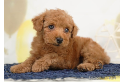 成約済の千葉県のトイプードル-226747の3枚目